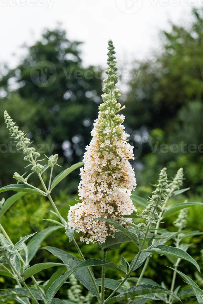 buddleja davidii der Schmetterlingsstrauch foto