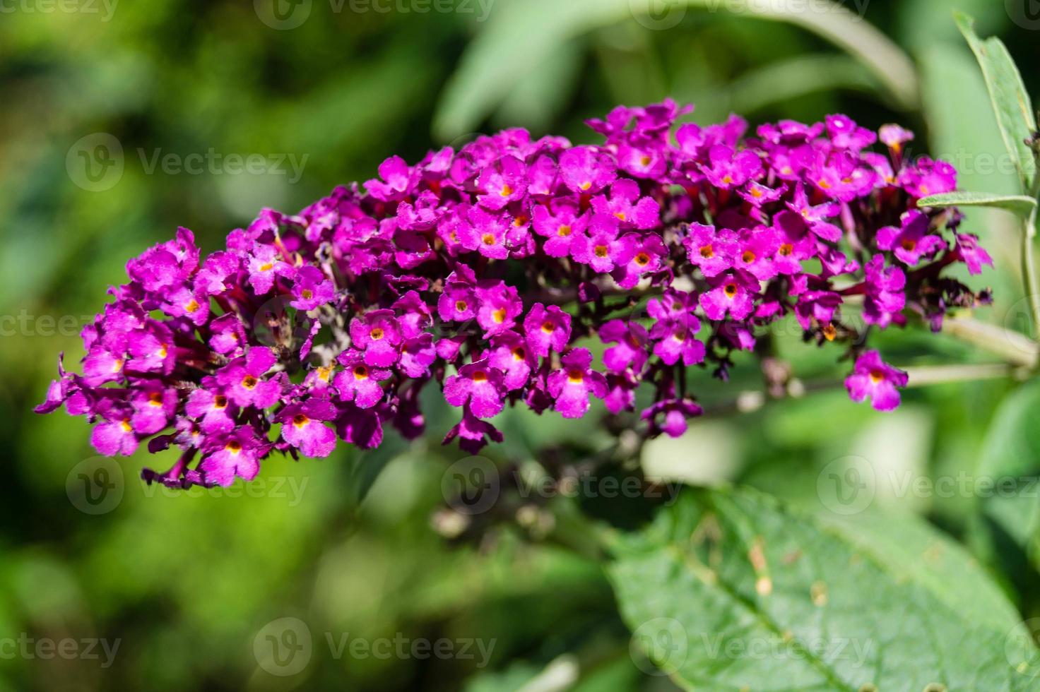 buddleja davidii der Schmetterlingsstrauch foto