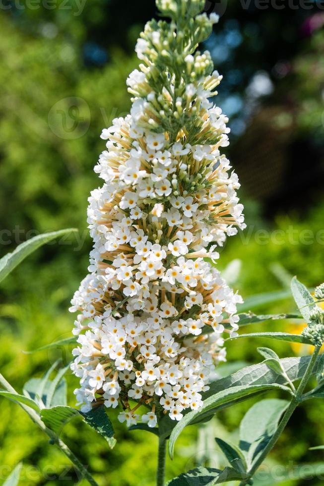 buddleja davidii der Schmetterlingsstrauch foto