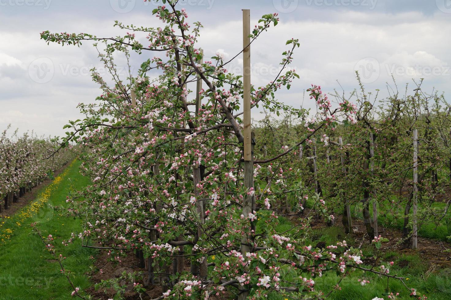 blühende obstbäume im alten land bei hamburg deutschland foto