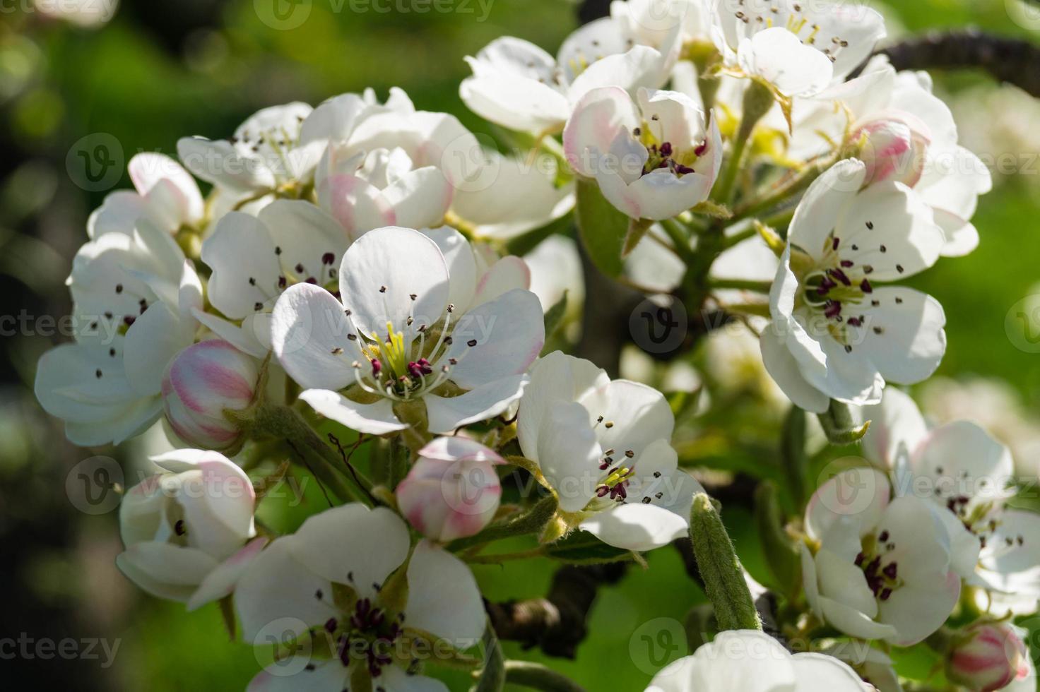 blühende obstbäume im alten land bei hamburg deutschland foto