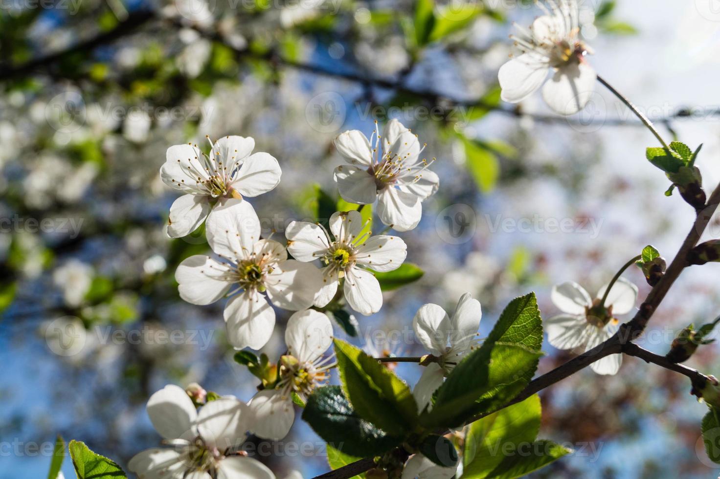 blühende obstbäume im alten land bei hamburg deutschland foto