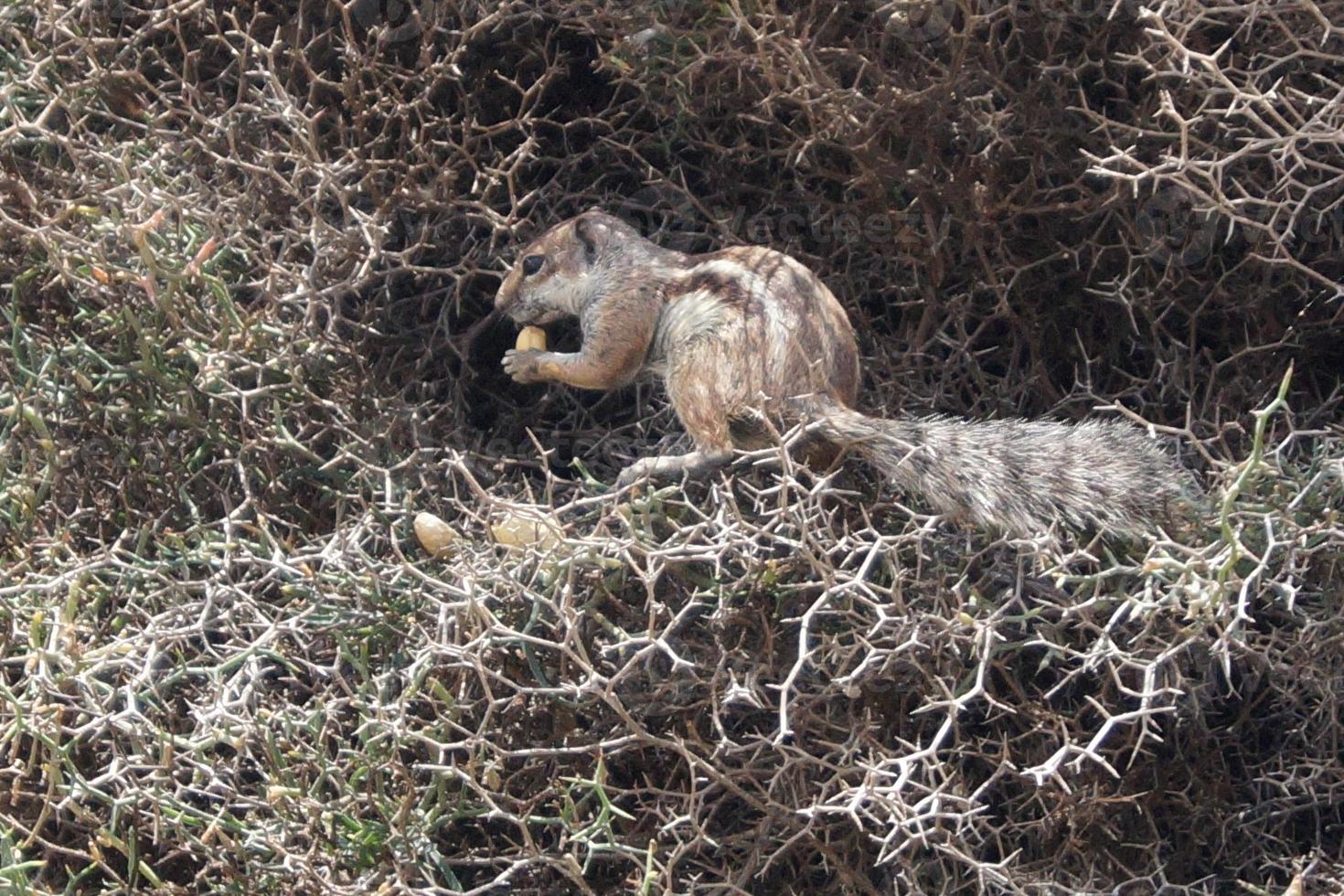 Barbary Grundeichhörnchen foto