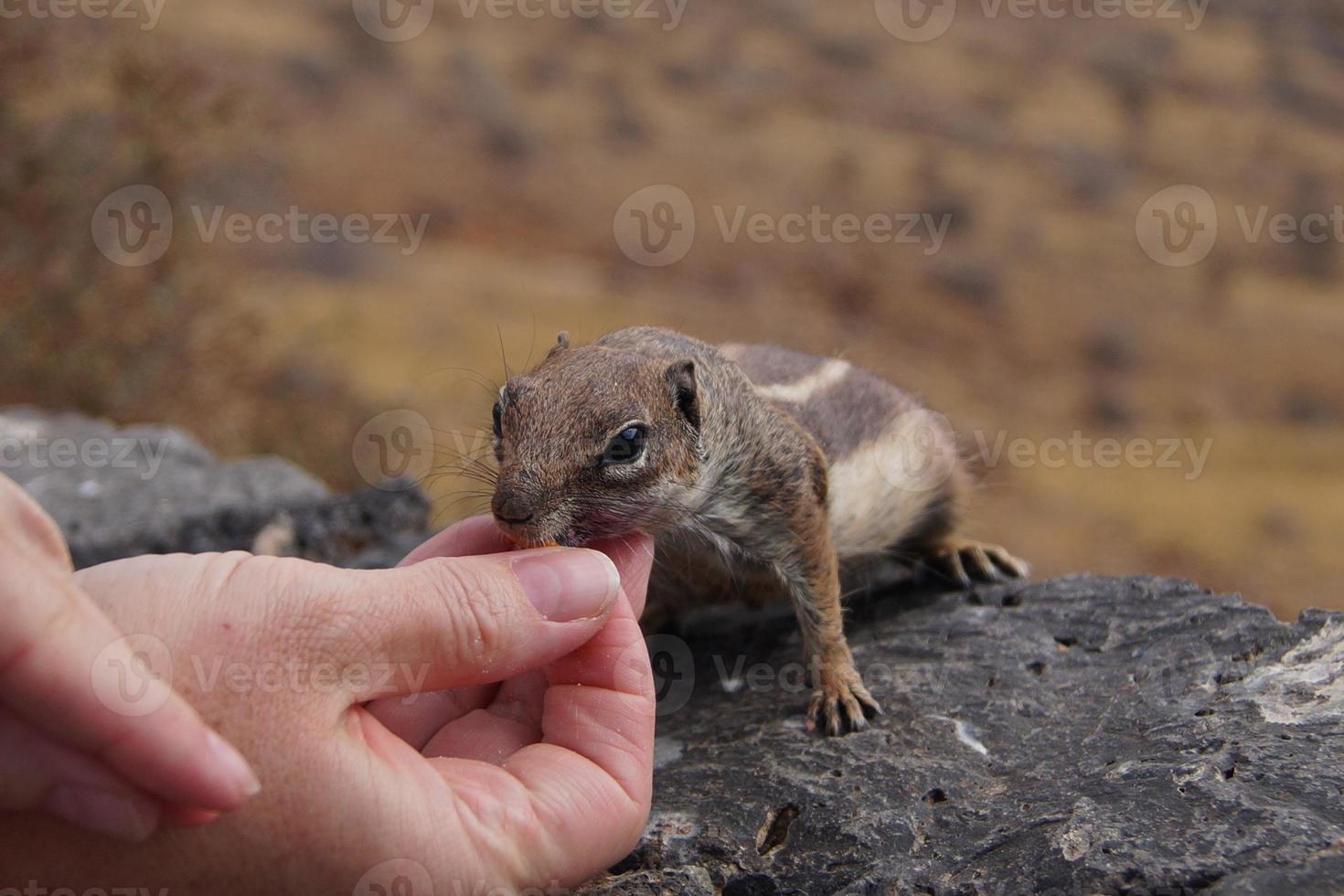 Barbary Grundeichhörnchen foto