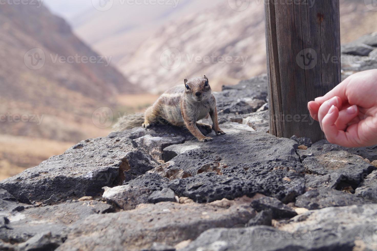 Barbary Grundeichhörnchen foto