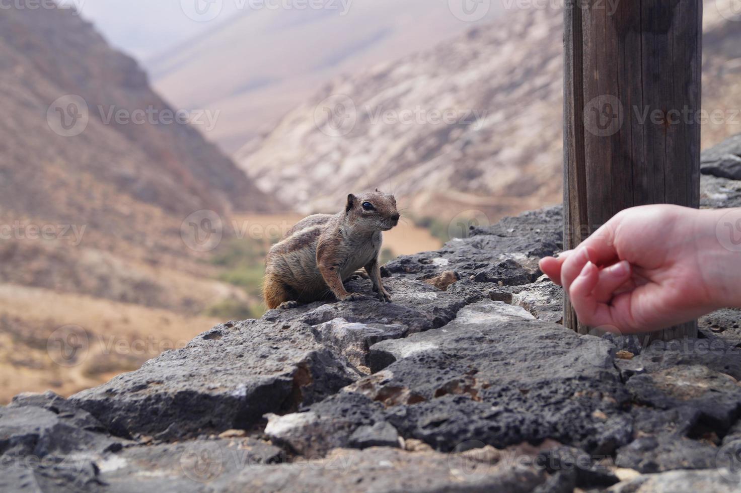 Barbary Grundeichhörnchen foto