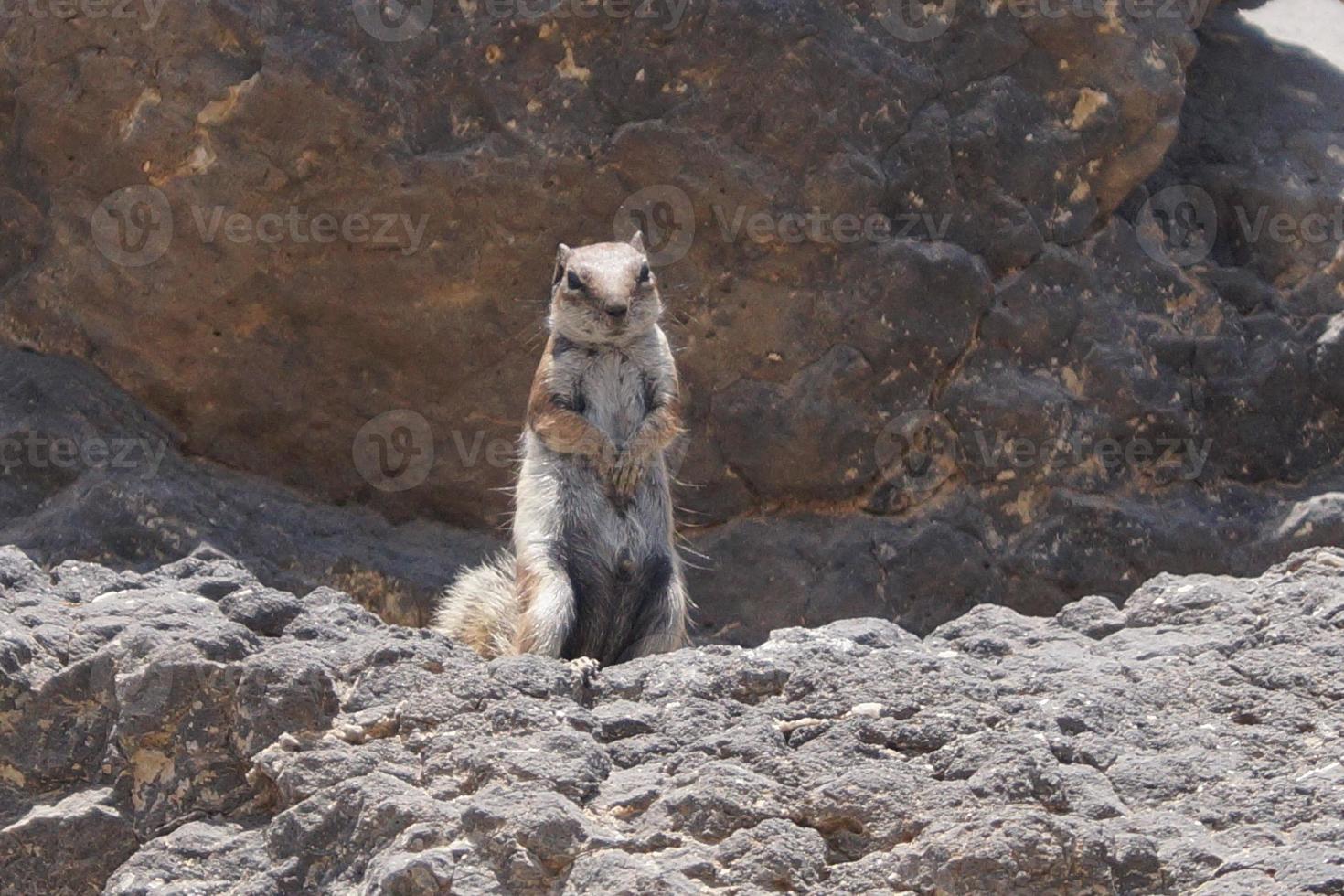 Barbary Grundeichhörnchen foto