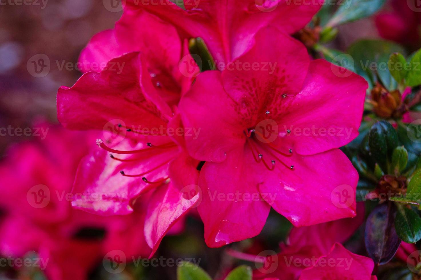 Rhododendron-Azalea-Blüte im Frühling foto