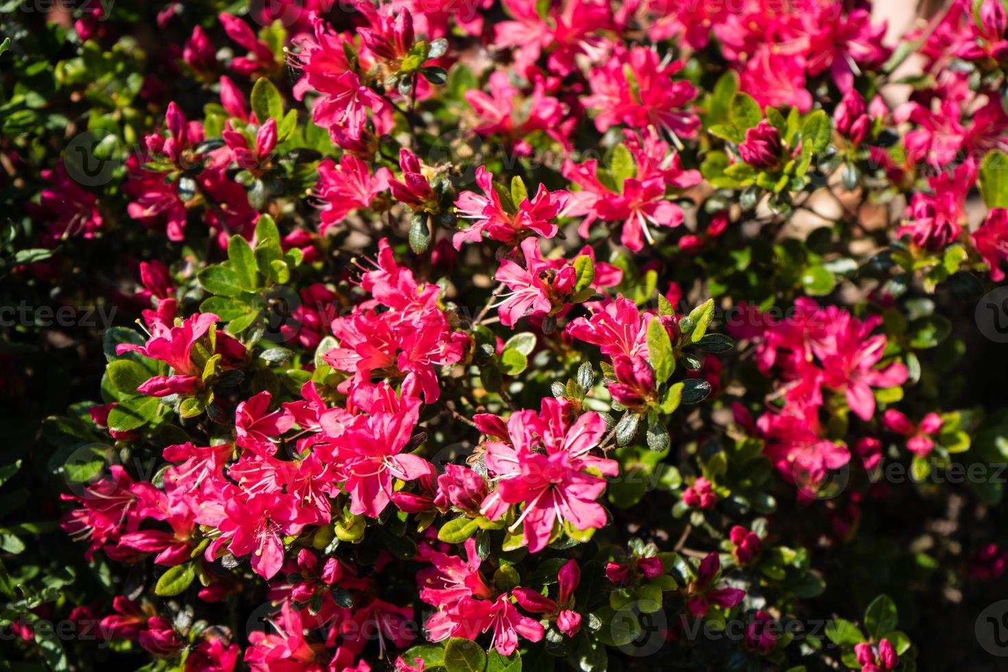 Rhododendron-Azalea-Blüte im Frühling foto