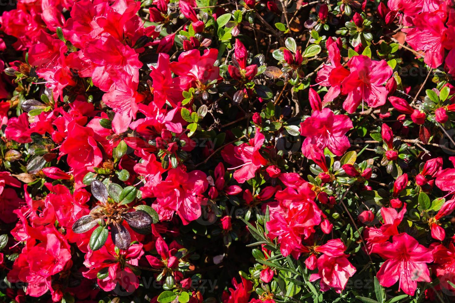 Rhododendron-Azalea-Blüte im Frühling foto