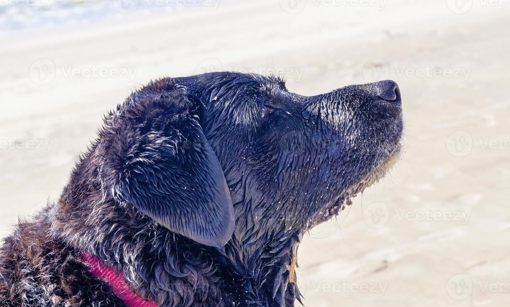 schwarzer Labrador Retriever spielt am Strand von Blavand Dänemark foto