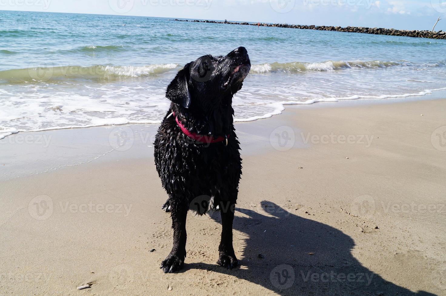 schwarzer Labrador Retriever spielt am Strand von Blavand Dänemark foto