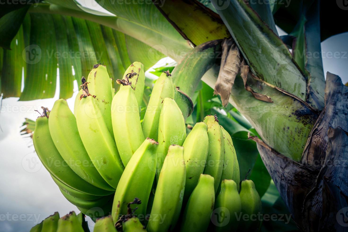 Bananen auf einer Plantage auf der Insel Madeira foto