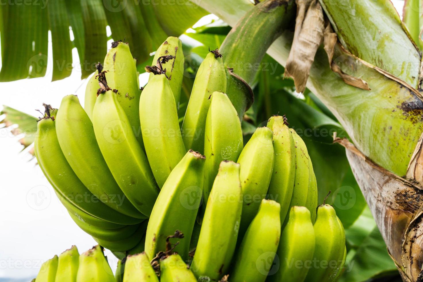 Bananen auf einer Plantage auf der Insel Madeira foto