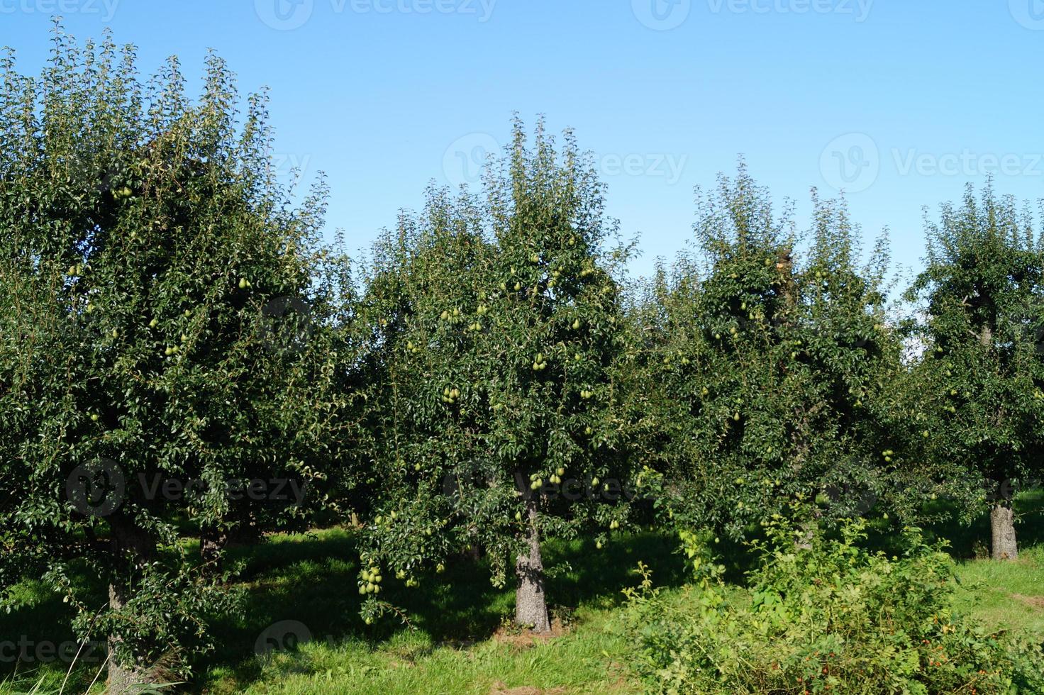 Birnenplantage im Hamburger Altland foto