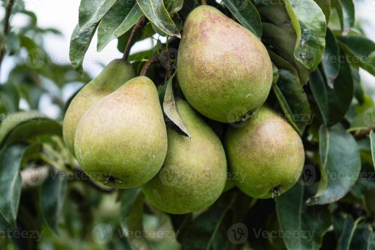 Birnenplantage im Hamburger Altland foto