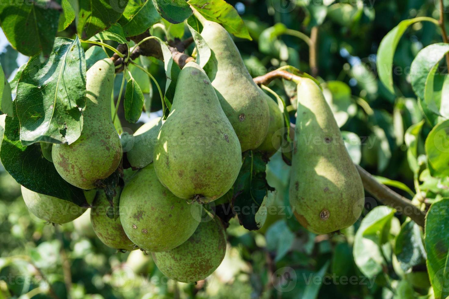 Birnenplantage im Hamburger Altland foto