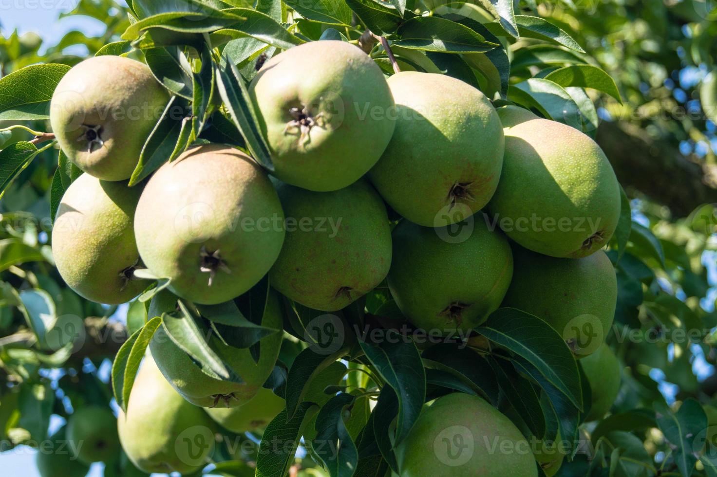 Birnenplantage im Hamburger Altland foto