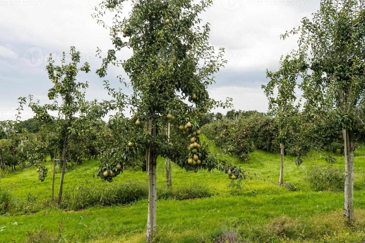 Birnenplantage im Hamburger Altland foto