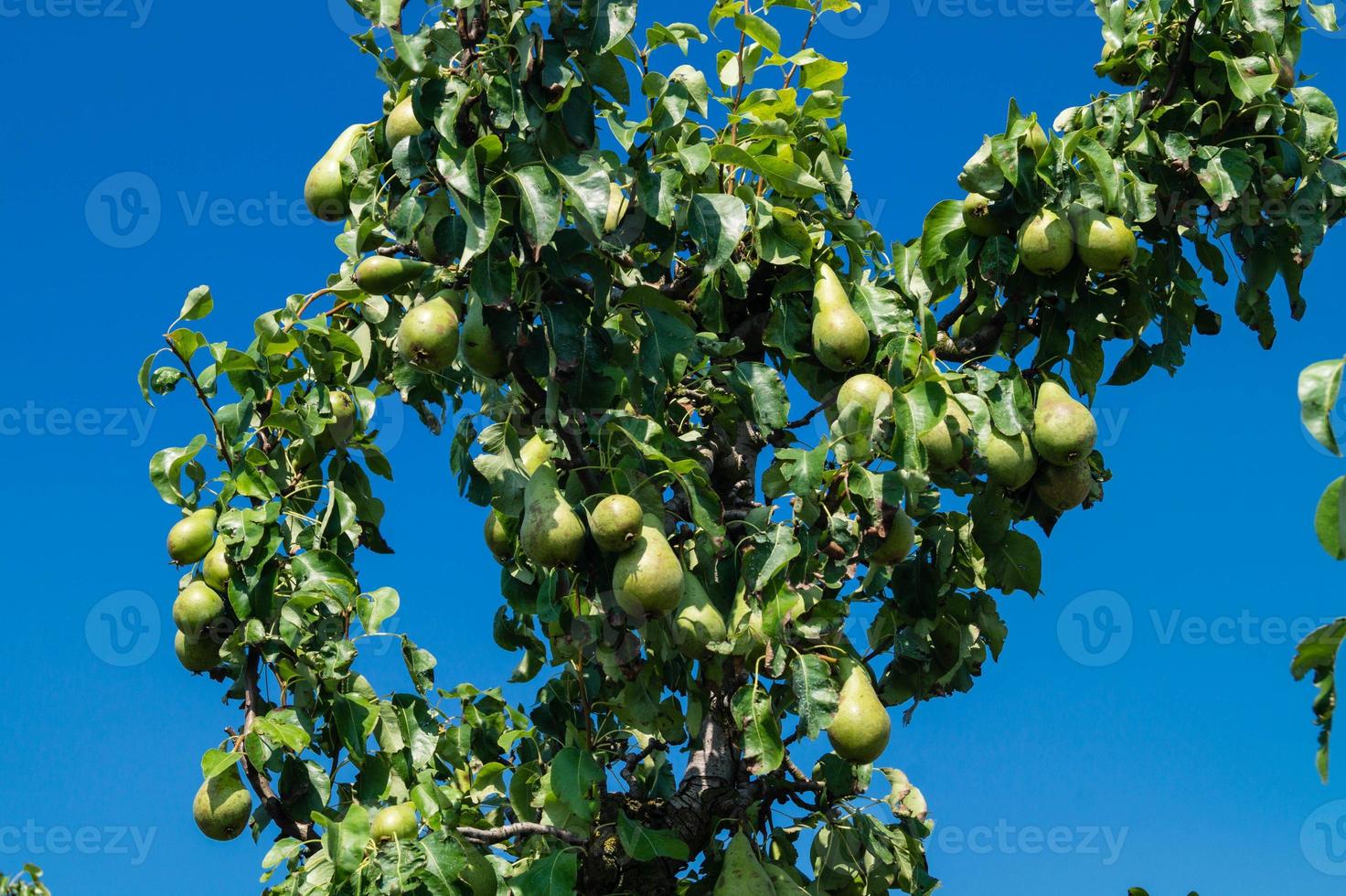 Birnenplantage im Hamburger Altland foto