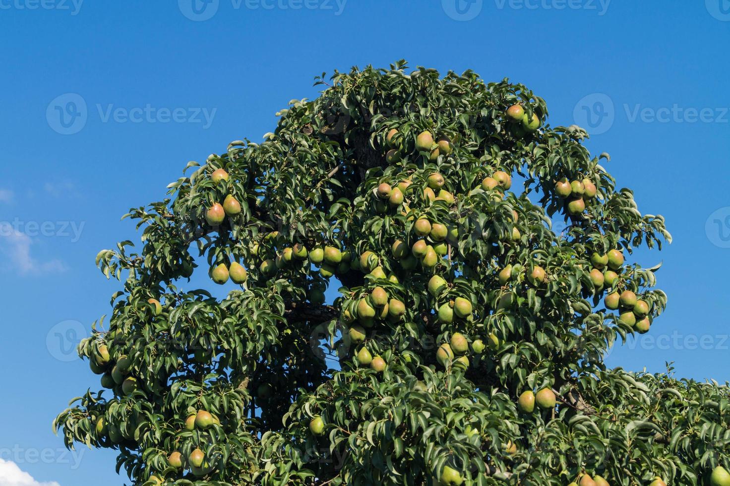 Birnenplantage im Hamburger Altland foto