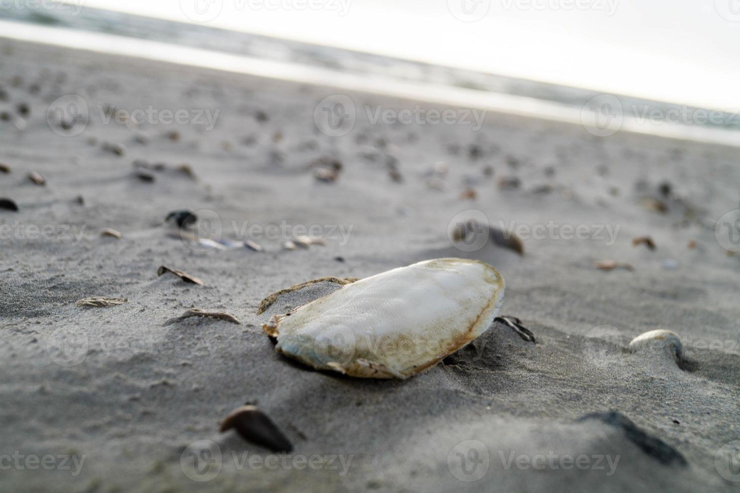 am strand von blavand ho dänemark foto