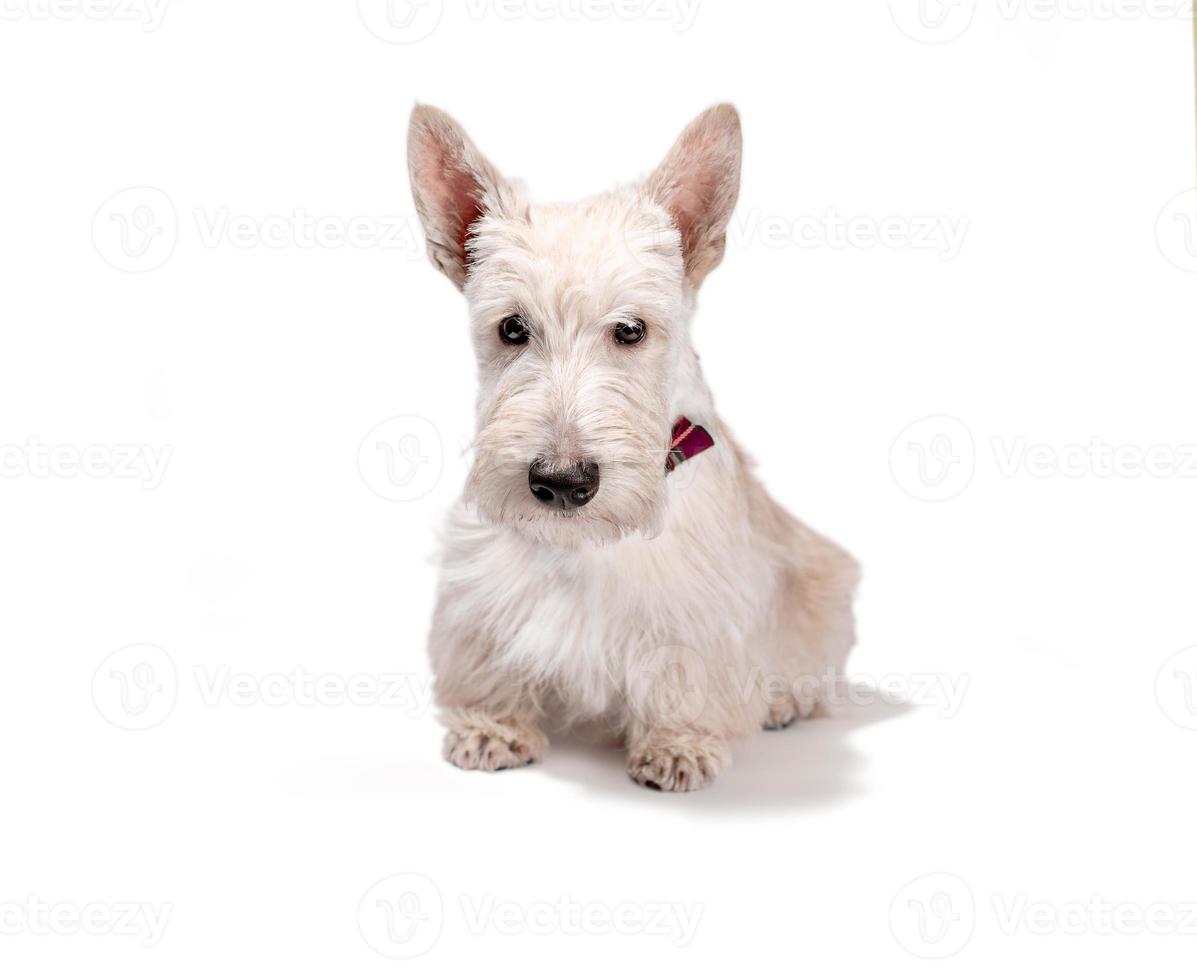 Weißer Scottish Terrier Welpe auf hellem Hintergrund foto