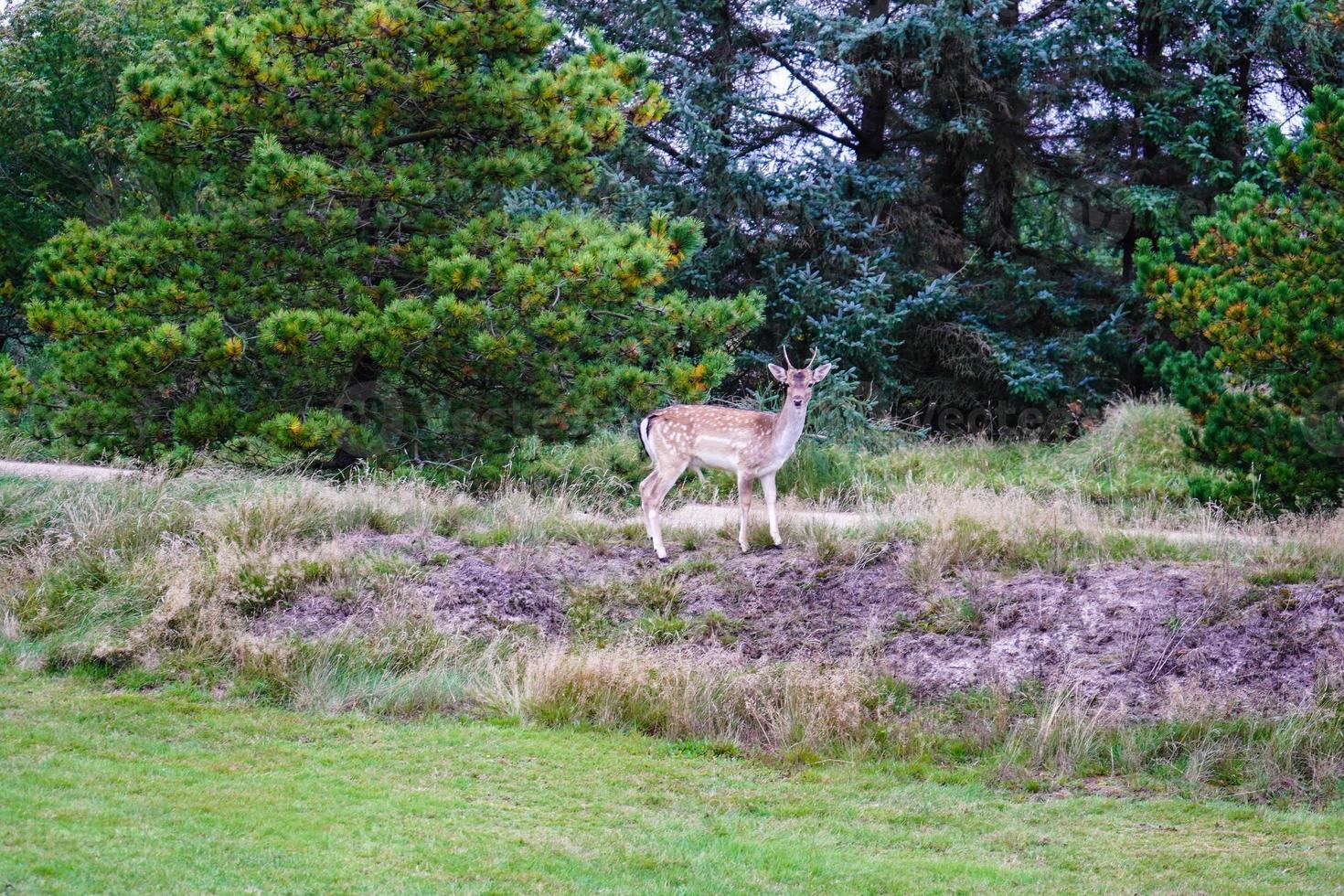 in Blavand kommen wilde aber zutrauliche Rehe in die Ferienhäuser um gefüttert zu werden foto