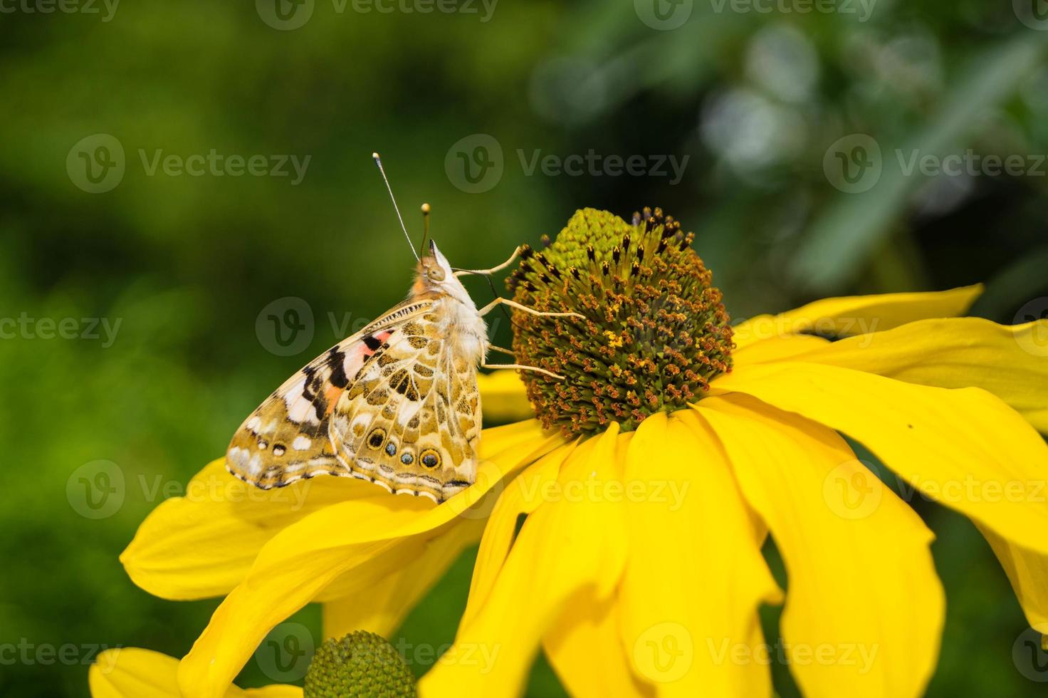 Schmetterling Vanessa Cardui oder Cynthia Cardui im Garten foto