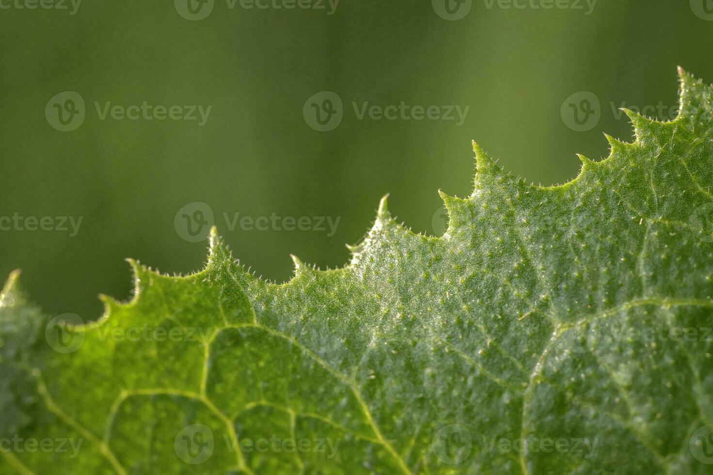 aufregend Makro beim das Kante von das Grün Blätter foto