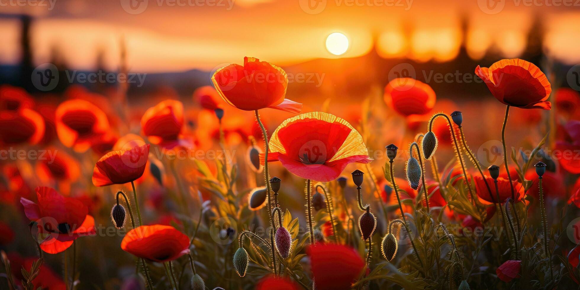 Feld von Mohnblumen beim Dämmerung. Mohn Tag. Erinnerung von alle das Soldaten Wer ist gestorben im Kriege miteinbeziehen großartig Großbritannien. generativ ai foto