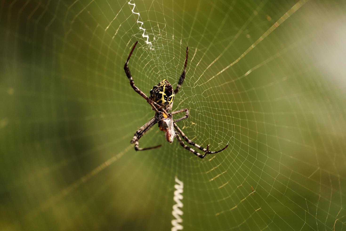 Spinne im Netz foto