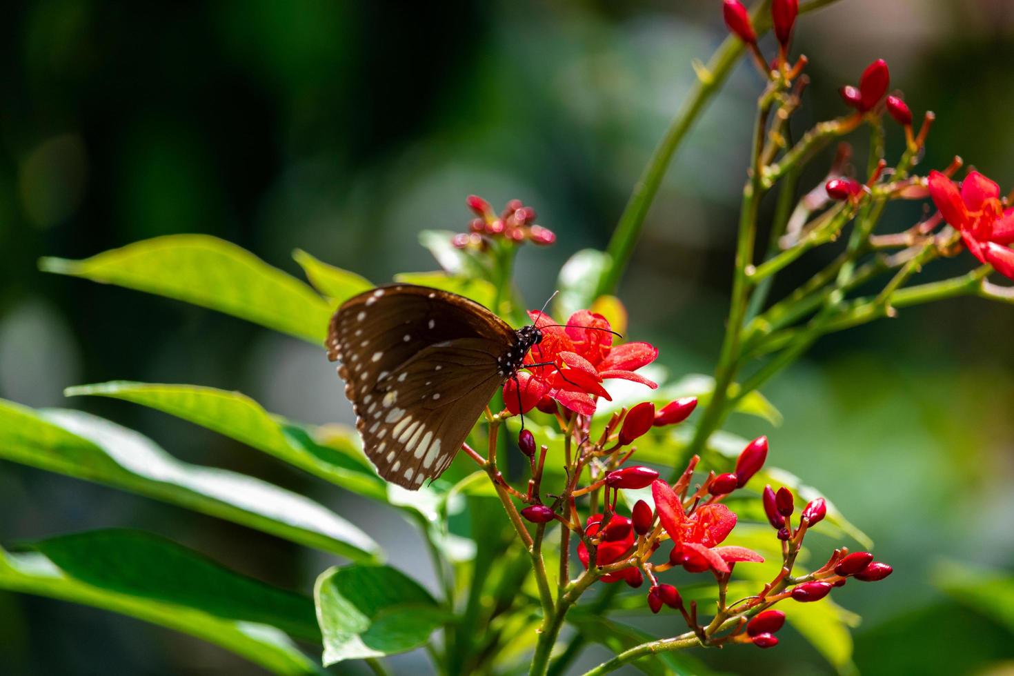 schöner Schmetterling auf Blume foto