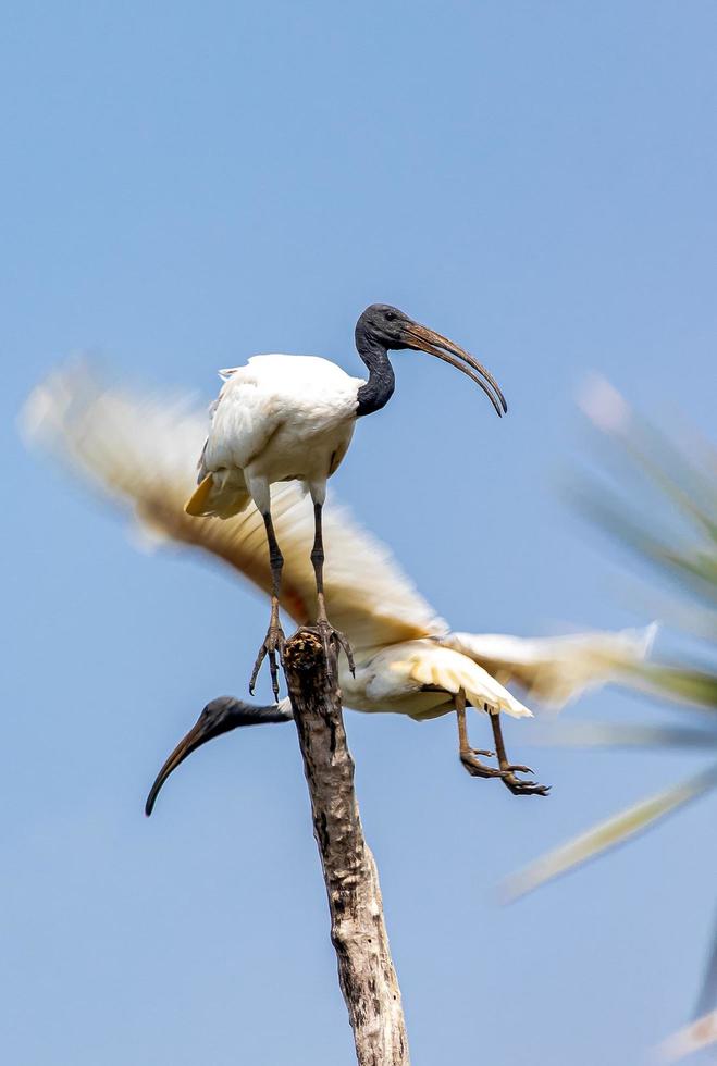 Vogel sitzt auf dem Ast, blauer Himmelshintergrund foto