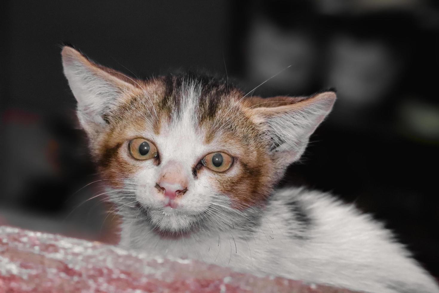 Babykatze, die auf den Stufen sitzt, zu Hause, in die Kamera schaut foto