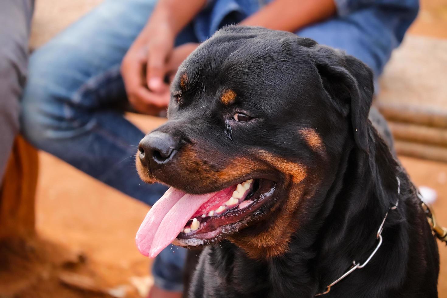 Hund auf der Suche nach anderen Hunden im Park, Hund im Hundepark, Haustierliebhaber foto