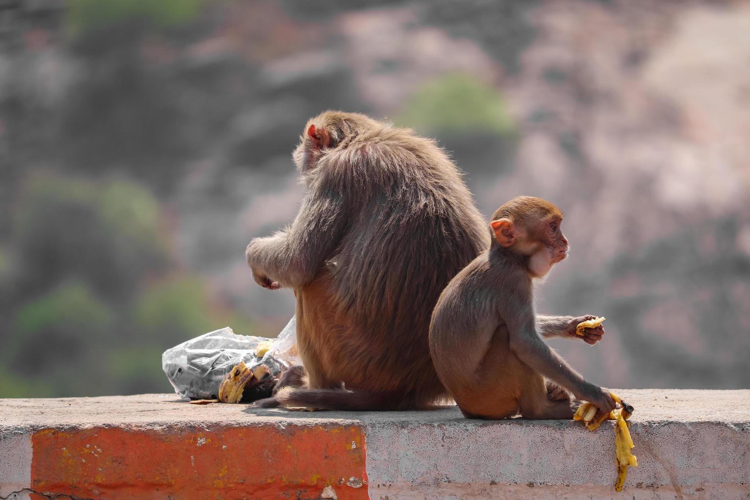 Rhesus-Makakenaffe, Affe sitzt an der Wand und isst Banane foto