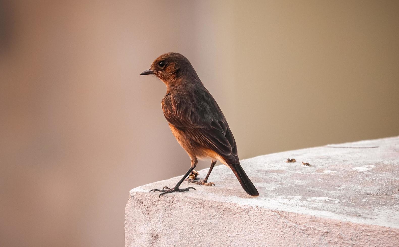 Vogel sitzt an der Wand foto