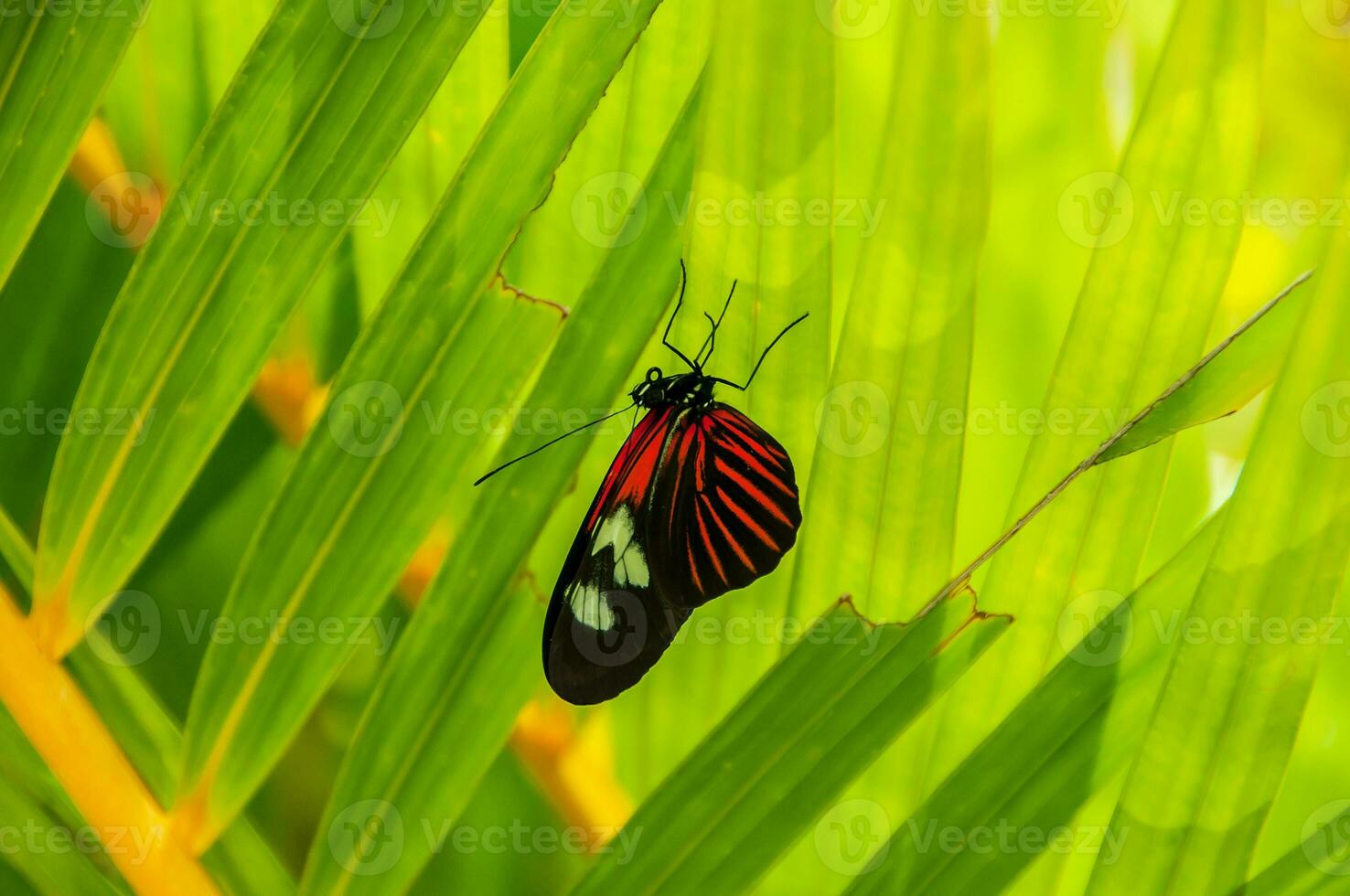 schön und bunt Bild von ein Schmetterling ruhen auf ein Blume foto