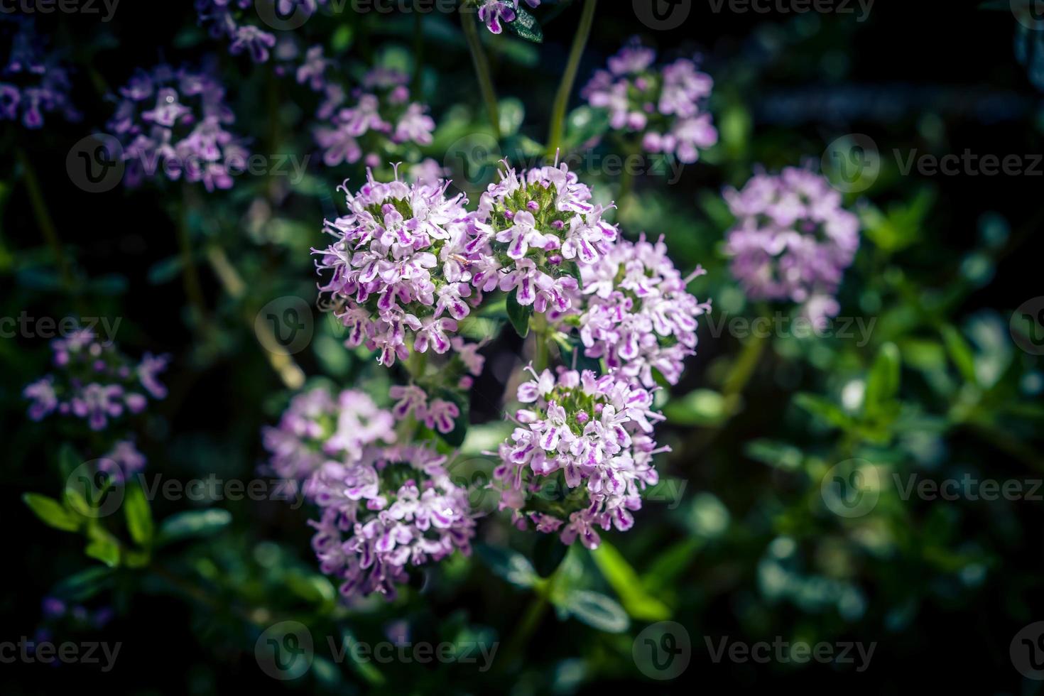 herzhaft satureja hortensis leckere Küchenkräuter foto