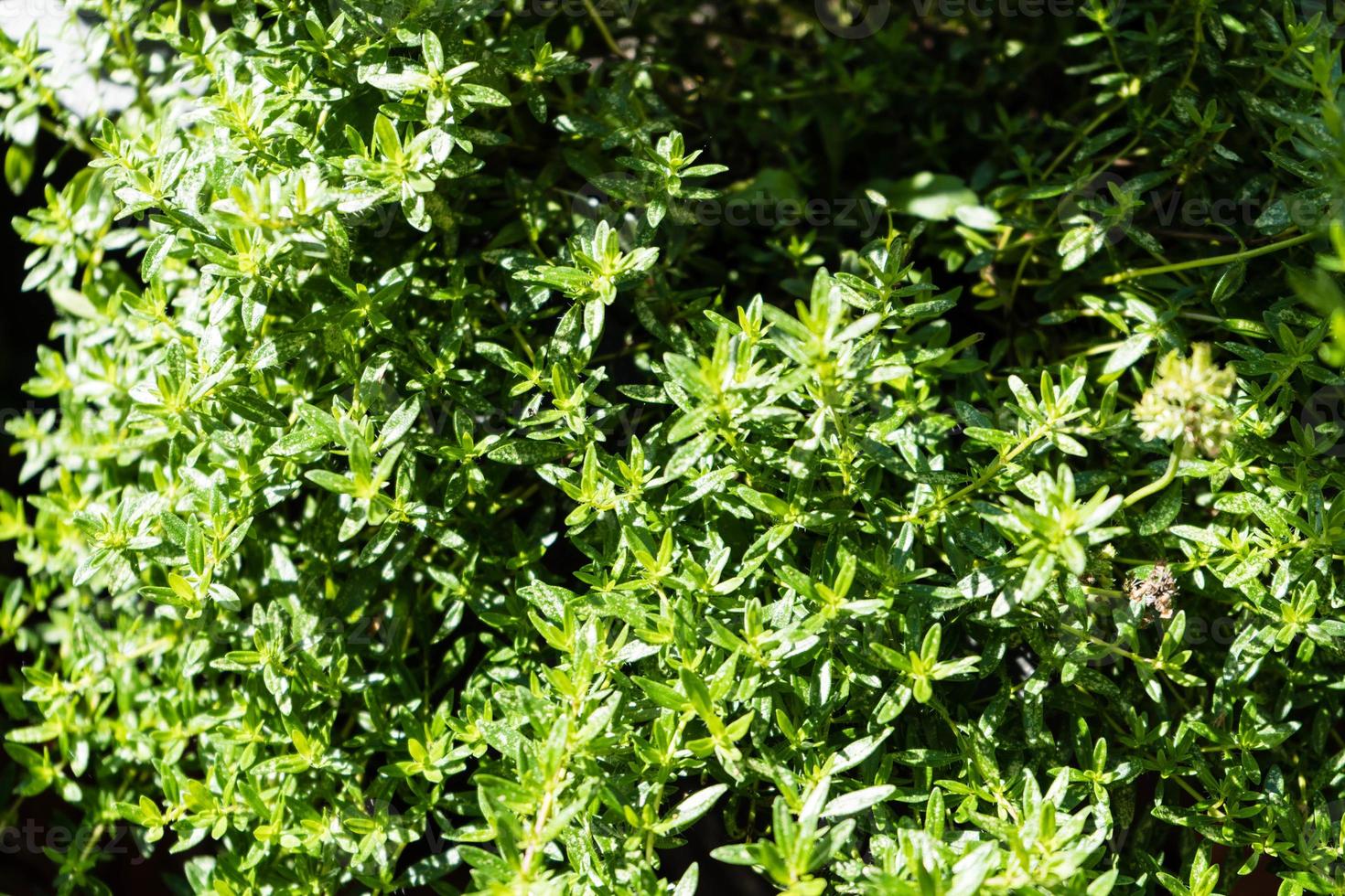 herzhaft satureja hortensis leckere Küchenkräuter foto