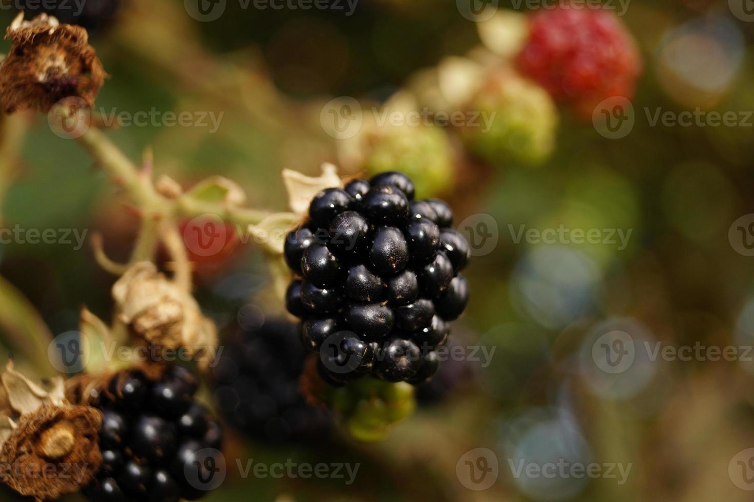 Rubus Brombeere wilde Waldfrüchte forest foto