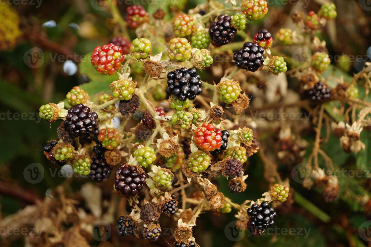 Rubus Brombeere wilde Waldfrüchte forest foto