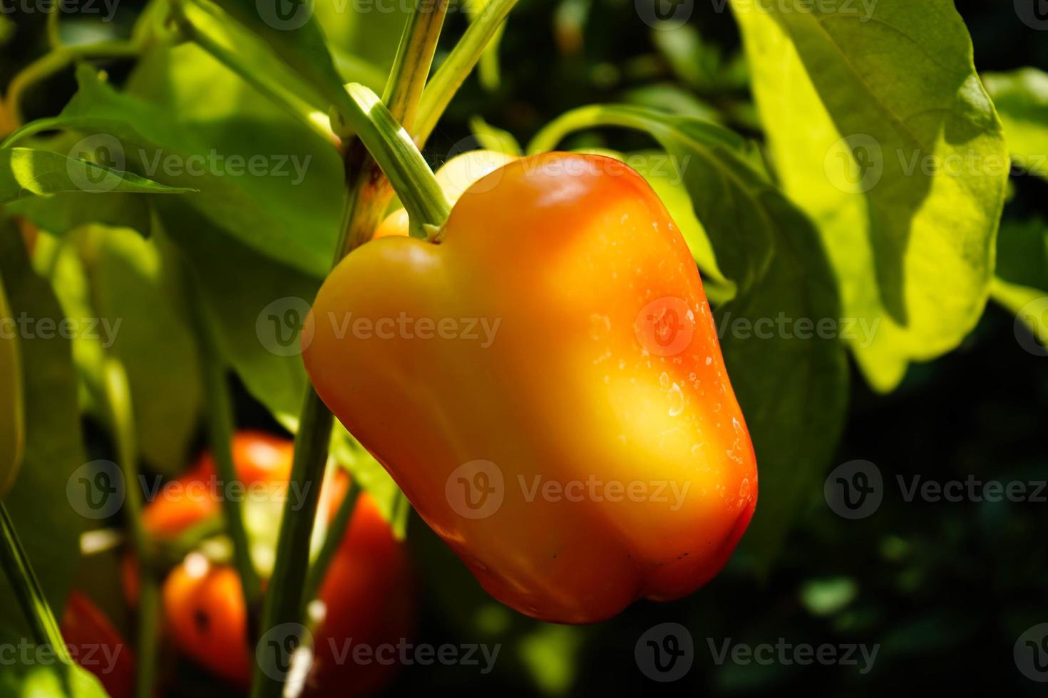 rote Chilischote scharfes Gemüse foto