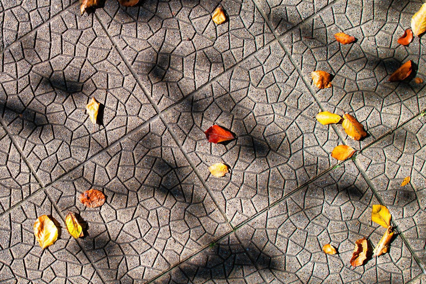 kleine Herbstblätter, die im Schatten der Pflanzen zu Boden gefallen sind foto