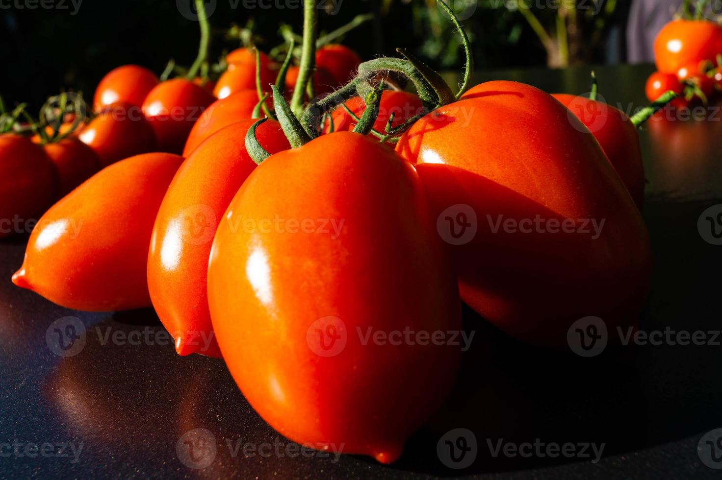 rote runde Tomaten Solanum lycopersicum foto