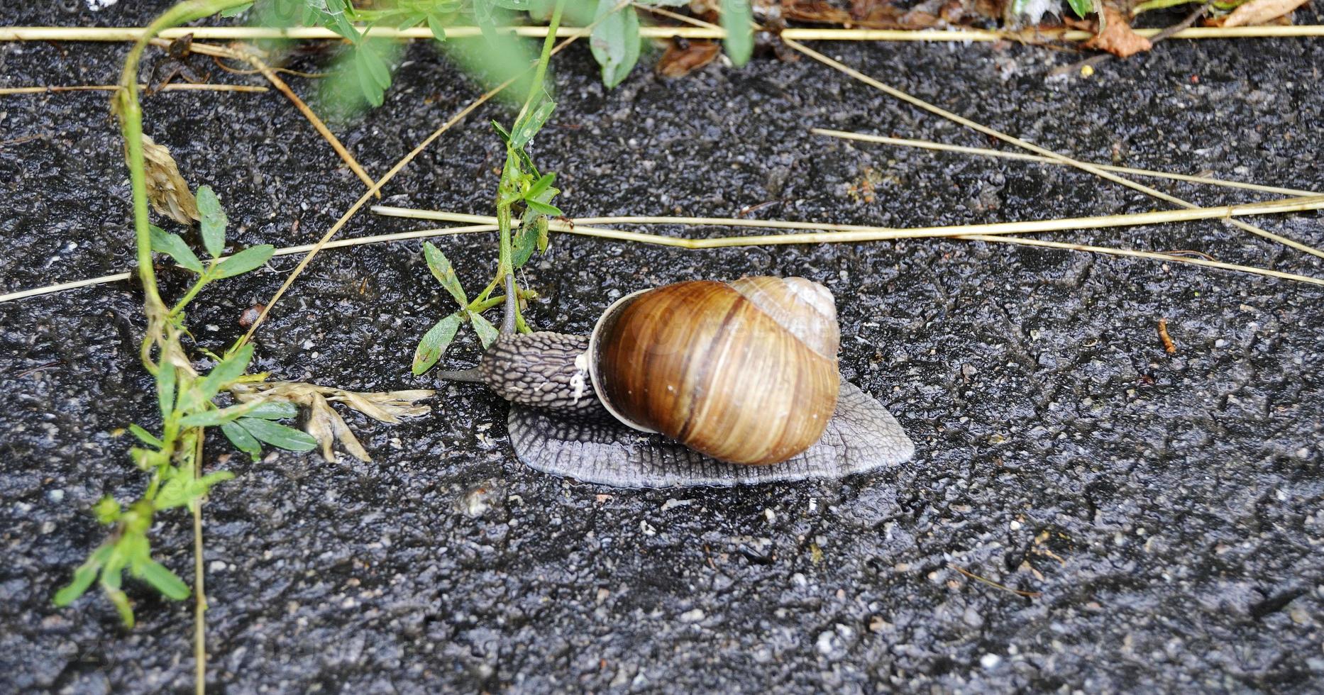 große Gartenschnecke im Gehäuse kriecht auf nasser Straße, beeil dich nach Hause foto