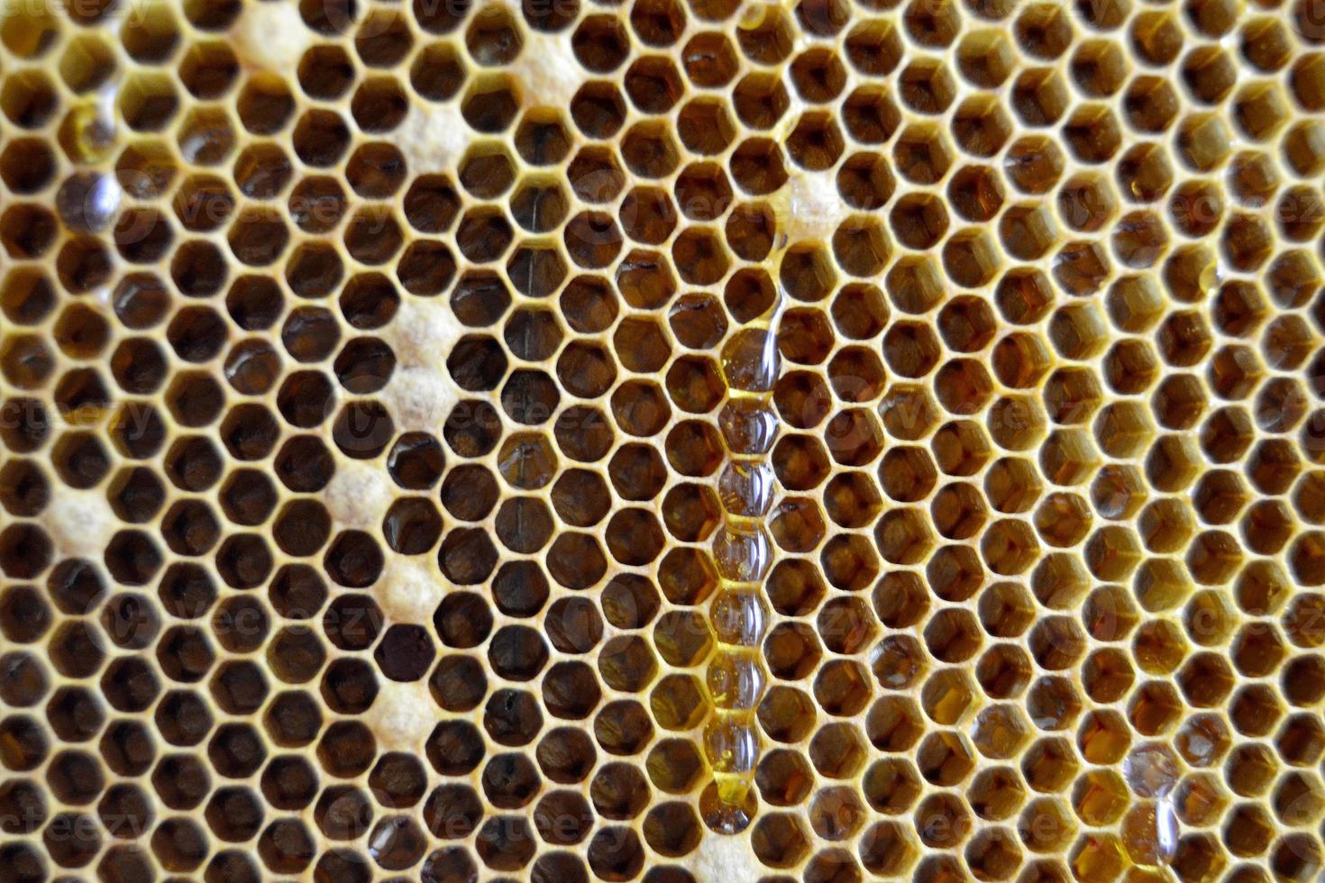 Tropfen Bienenhonig Tropfen aus sechseckigen Waben foto