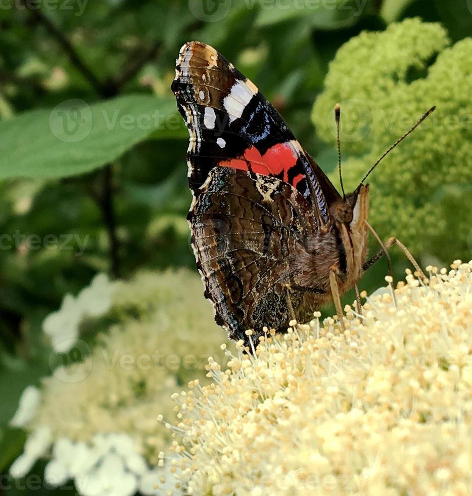 Großer schwarzer Schmetterlingsmonarch geht auf Pflanze mit Blumen foto