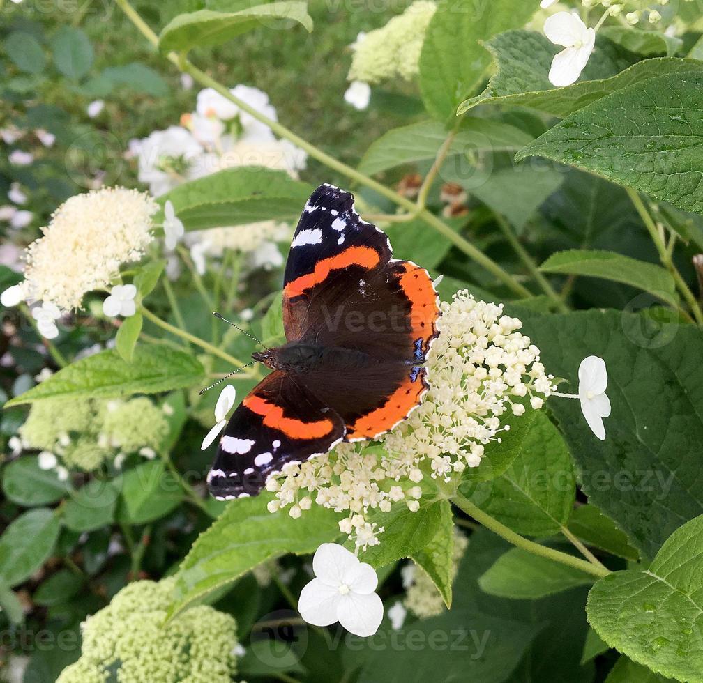 Großer schwarzer Schmetterlingsmonarch geht auf Pflanze mit Blumen foto